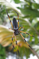 Huge spider (15-20cm)