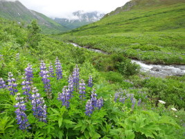 Hatcher Pass wildflowers - this place was gorgeous