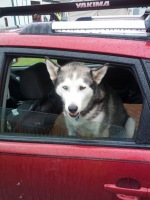 A cool husky in a car. Different colour eyes!