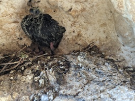 Pigeon chick in one of the holes