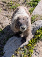 Marmots were sadly all too friendly (as tourists feed them)