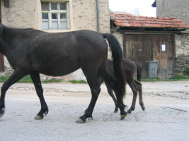 mama and baby horses's butts on the streets of Batak :)