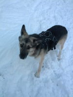 Kaia, a super cute and friendly dog we played with at the base of Moonlight.. she was from Canmore