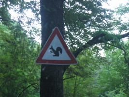 beware the squirrels!!!