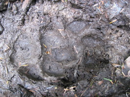 black bear footprint