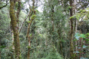 Thick rainforest