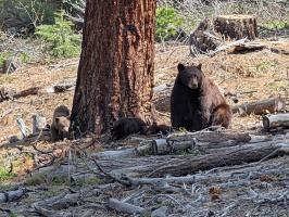 Mama bear and 3 cubs near Northstar