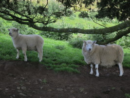 Sheep are everywhere in NZ! :)