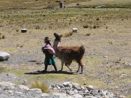 a local woman with a llama