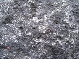 Little red bugs were plentiful and quite weird - what are they?