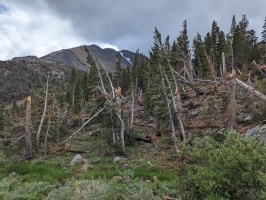 Avalanche damage from last winter