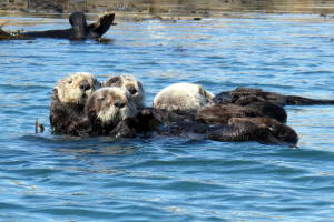 Sea Otter hangout