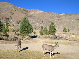 Deer were strolling through the deserted campsites